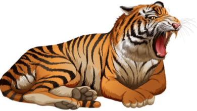 clipart:10uq3lqth54= tiger