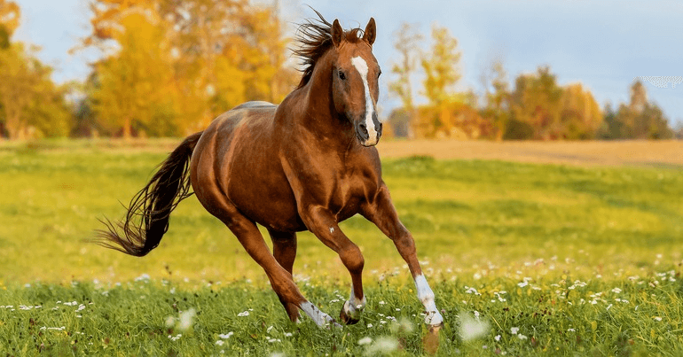 clipart:8ph6q0ltrde= horse