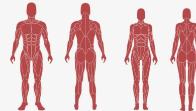 Female:4hdscqmllb8= Human Anatomy