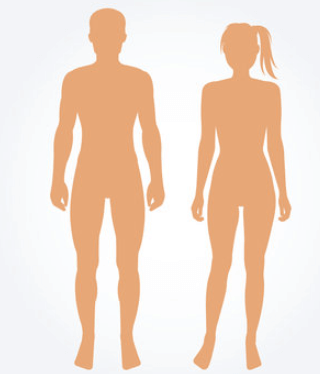 Female:4hdscqmllb8= Human Body