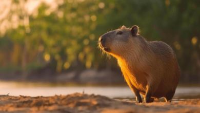 Cute:No0zvev9_Pi= Capybara