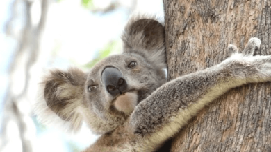 Animated:9poft-Tgrme= Koala