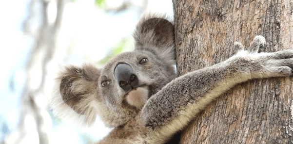 Animated:9poft-Tgrme= Koala