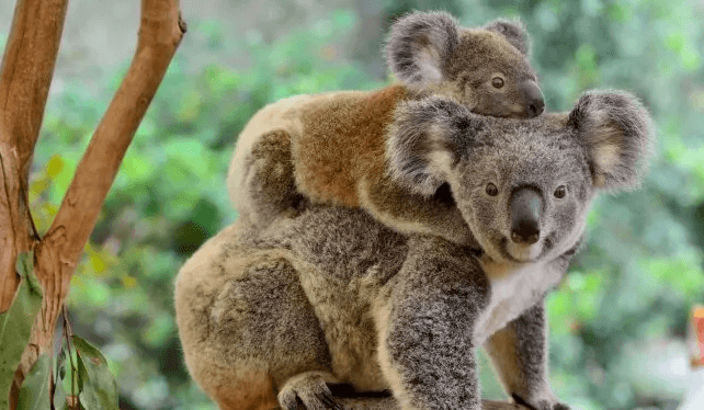 Animated:9poft-Tgrme= Koala