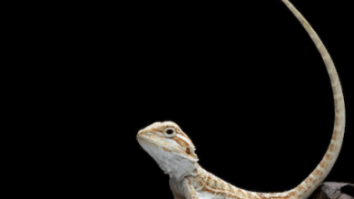 Cute:1u11l3x19ww= Bearded Dragon