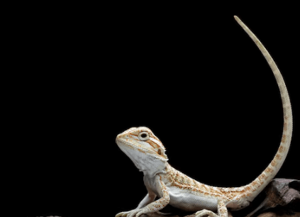 Cute:1u11l3x19ww= Bearded Dragon