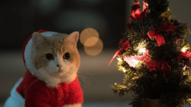 Cute:3bvdzchrwcy= Christmas Wallpapers