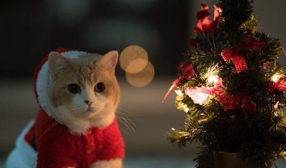 Cute:3bvdzchrwcy= Christmas Wallpapers