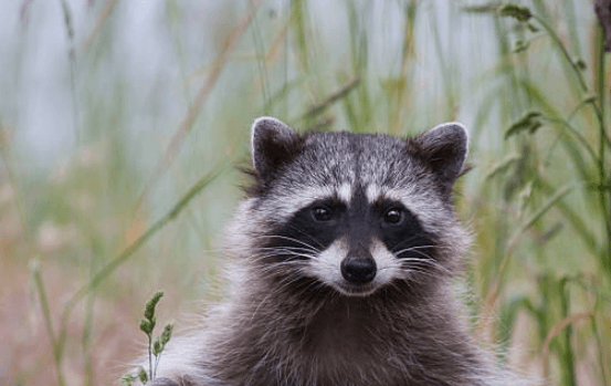 Cute:4lewsb8ltcg= Racoon