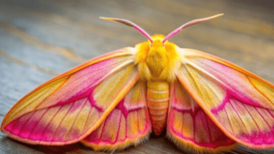 Cute:1sfley8ff_E= Rosy Maple Moth