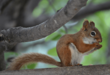 Baby:8ynd96pbjee= Red Squirrel