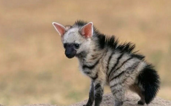 Baby:-6av7cfgfby= Aardwolf