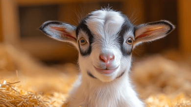 Cute:5ajp0jlbw0a= Baby Goat