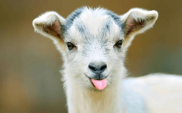 Cute:5ajp0jlbw0a= Baby Goat