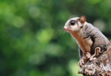 Cute:4y3vdjs_Mga= Sugar Glider