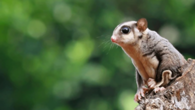 Cute:4y3vdjs_Mga= Sugar Glider