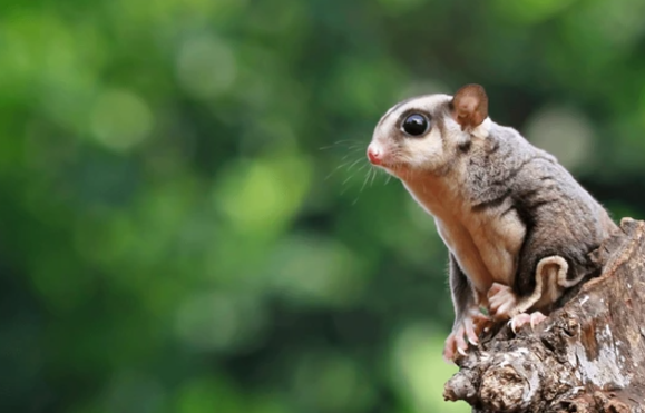 Cute:4y3vdjs_Mga= Sugar Glider