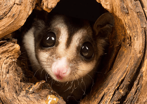 Cute:4y3vdjs_Mga= Sugar Glider