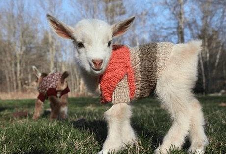 Cute:5ajp0jlbw0a= Baby Goats