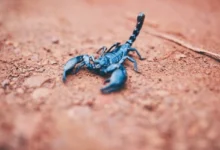 Blue Scorpion Venom