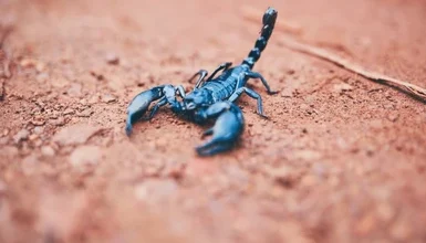 Blue Scorpion Venom