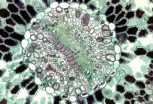 academic histology study hub insight