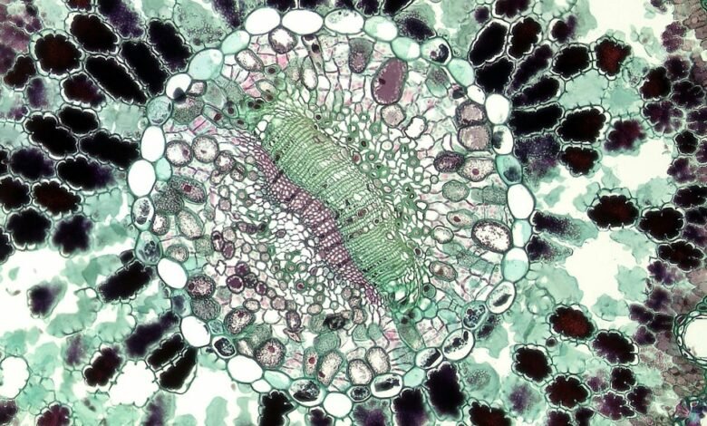 academic histology study hub insight